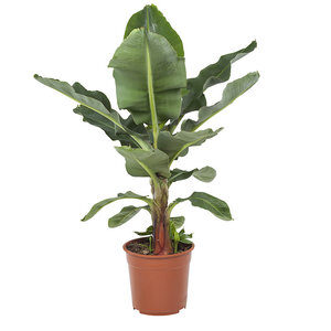 Bananenplant 80 cm