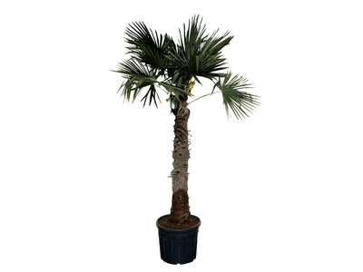 Palmboom 300 cm